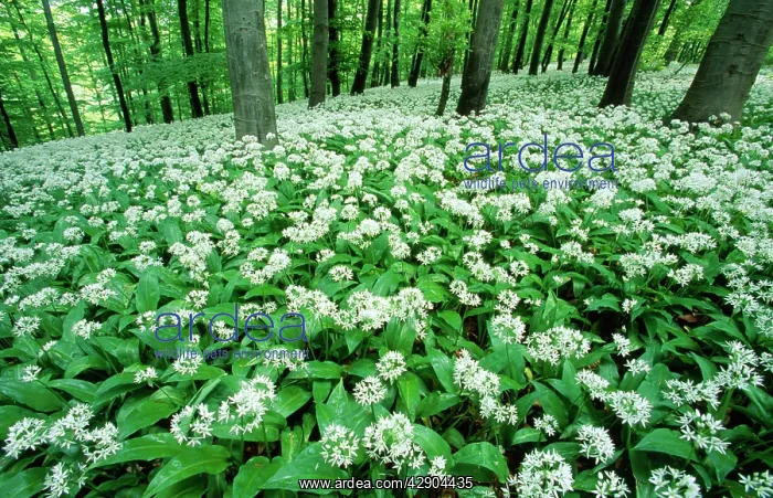 : RAMSONS / WILD GARLIC - in beech woodland : RAMSONS / WILD GARLIC - in beech woodland
