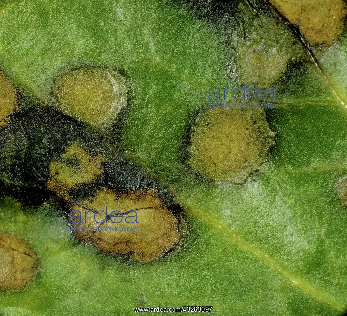  : Ramularia Leaf Spot (Ramularia beticola)