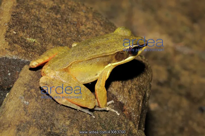 : Rana nigrovittata, Vietnam : Rana nigrovittata, Vietnam