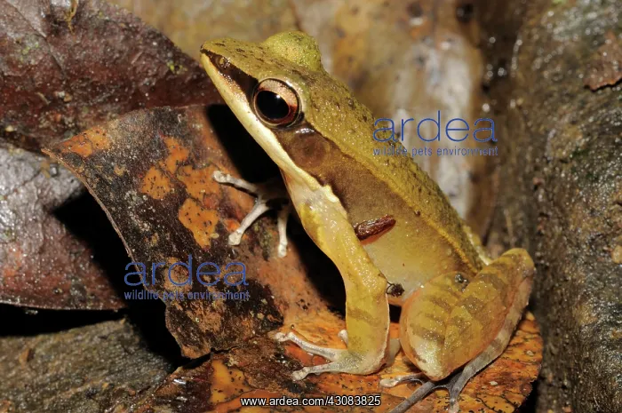: Rana nigrovittata, Vietnam : Rana nigrovittata, Vietnam