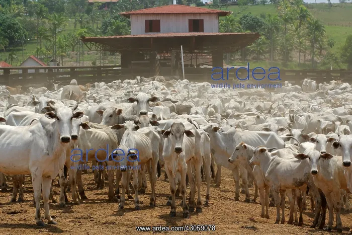 : Ranch of animal husbandry near Rio Branco Brazil : Ranch of animal husbandry near Rio Branco Brazil