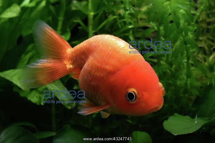  : Ranchu goldfish