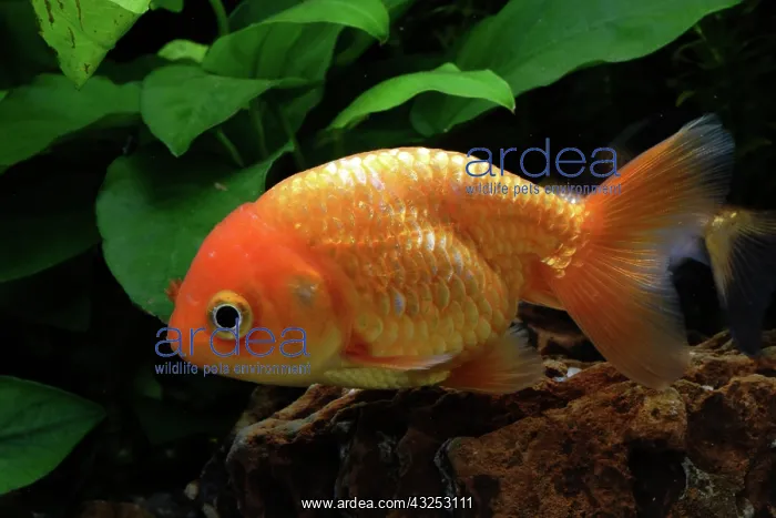 : Ranchu goldfish : Ranchu goldfish