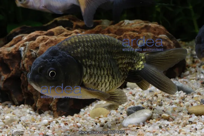 : Ranchu goldfish : Ranchu goldfish