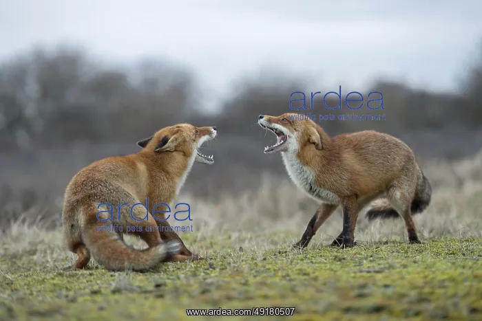 : Rancid season... Fox / red fox (Vulpes vulpes) : Rancid season... Fox / red fox (Vulpes vulpes)