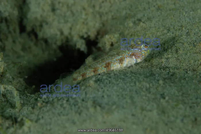 : Randall's Emperorgoby by hole : Randall's Emperorgoby by hole