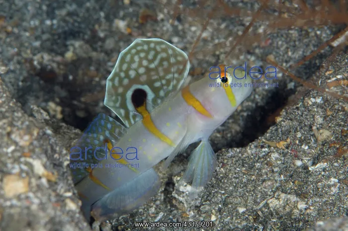 : Randall's Shrimpgoby : Randall's Shrimpgoby