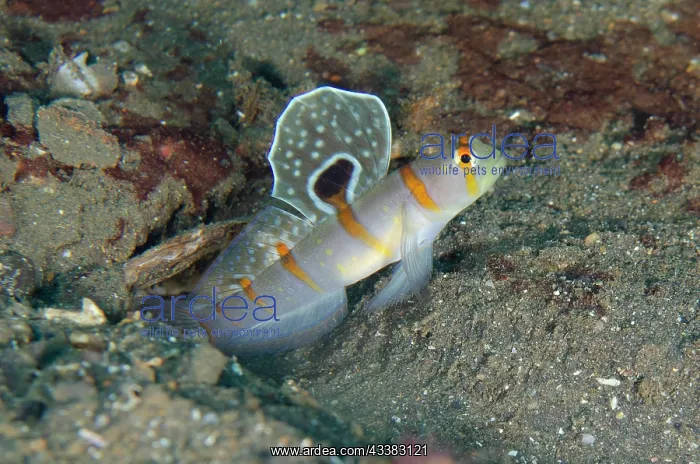 : Randall's Shrimpgoby : Randall's Shrimpgoby