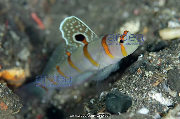 : Randall's Shrimpgoby with extended fin - Liberty : Randall's Shrimpgoby with extended fin - Liberty