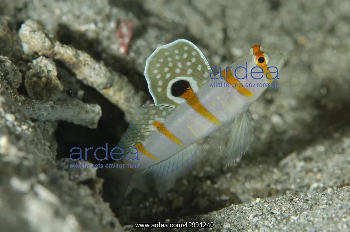: Randall's Shrimpgoby - guarding hole entrance with : Randall's Shrimpgoby - guarding hole entrance with
