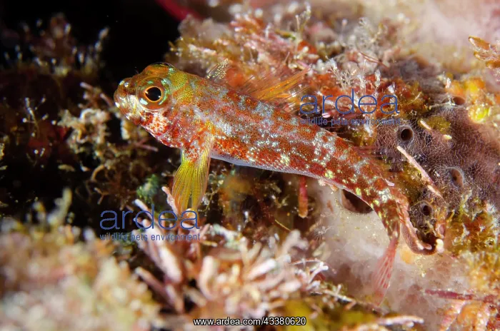 : Randall's Triplefin : Randall's Triplefin