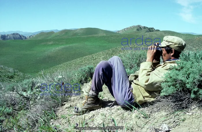 : Ranger with binoculars - watching for Kopet Dag Arkal sheep : Ranger with binoculars - watching for Kopet Dag Arkal sheep