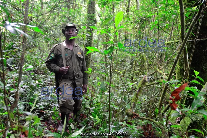 : Ranger of the park looking after the gorillas : Ranger of the park looking after the gorillas