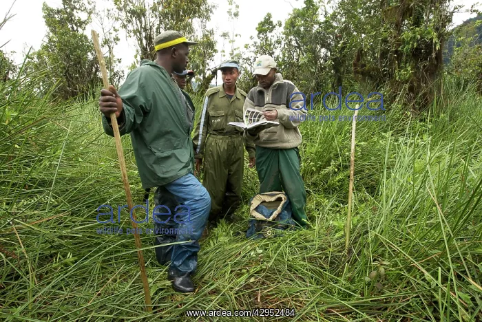  : Rangers in the Kamiranzovu swamp