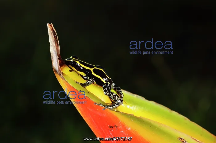  : Ranitomeya amazonica on Heliconia - Matoury French