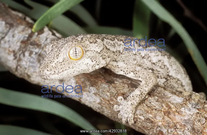 : RankinIs GECKO : RankinIs GECKO