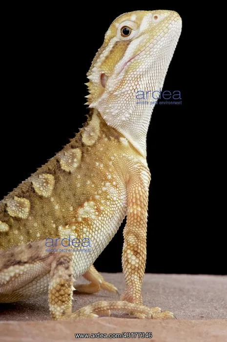 : Rankin's dragon (Pogona henrylawsoni), Australia : Rankin's dragon (Pogona henrylawsoni), Australia
