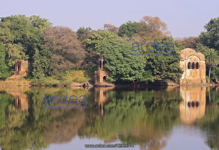: Ranthambhor National Park, India : Ranthambhor National Park, India