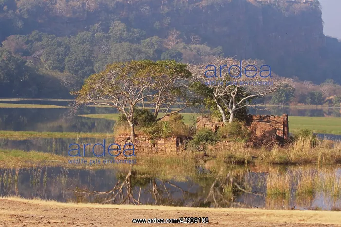 : Ranthambhor National Park, India : Ranthambhor National Park, India