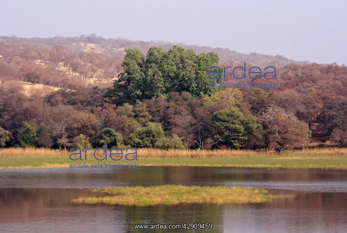 : Ranthambhor National Park, India : Ranthambhor National Park, India