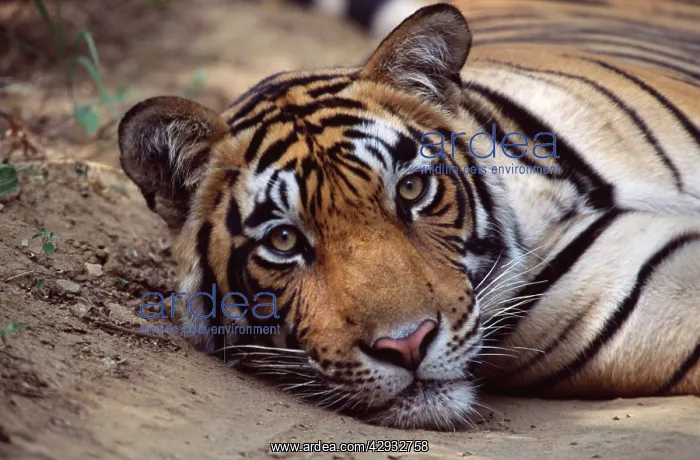 : Tiger (Panthera tigris). Ranthambhore National Park, Rajasthan, India : Tiger (Panthera tigris). Ranthambhore National Park, Rajasthan, India