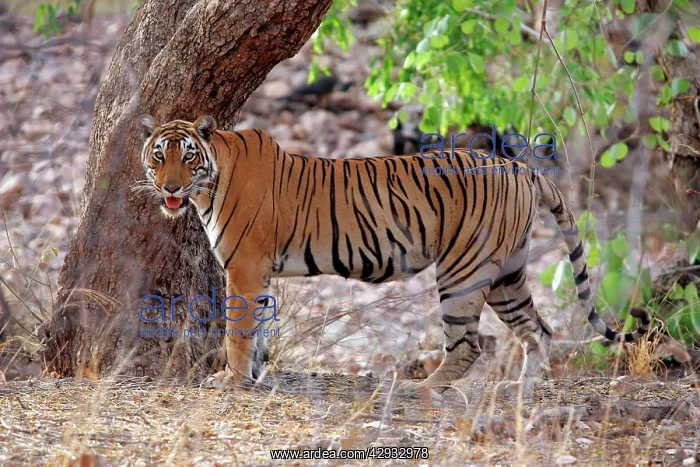 : Tiger (Panthera tigris). Ranthambhore NP, Rajasthan, India : Tiger (Panthera tigris). Ranthambhore NP, Rajasthan, India