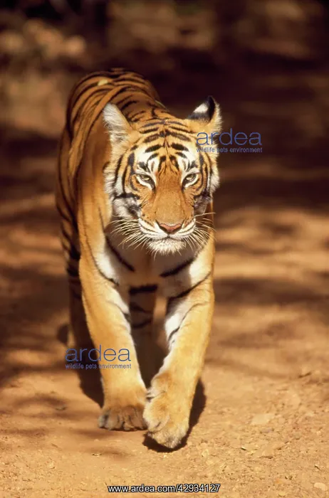 : Tiger (Panthera tigris). Ranthambhore National Park, Rajasthan, India : Tiger (Panthera tigris). Ranthambhore National Park, Rajasthan, India