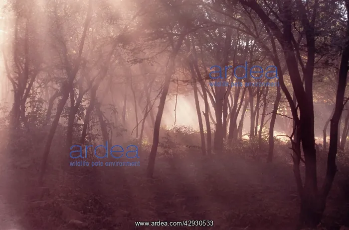 : Ranthambhore National Park - Sun rays coming through forest : Ranthambhore National Park - Sun rays coming through forest