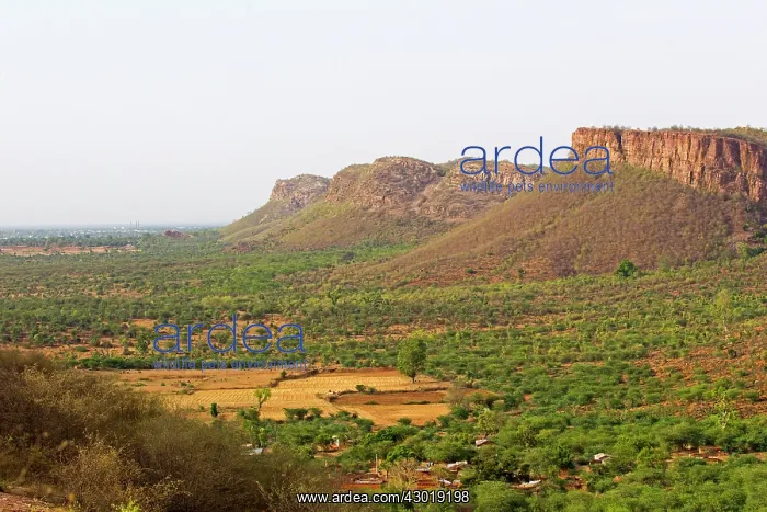 : Ranthambore National Park landscape : Ranthambore National Park landscape