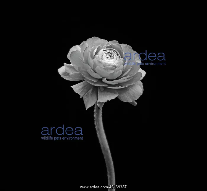  : Ranucuclus, Persian buttercup, a Ranunculus asiaticus, black