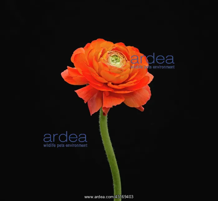 : Ranucuclus, Persian buttercup, a Ranunculus asiaticus, orang : Ranucuclus, Persian buttercup, a Ranunculus asiaticus, orang