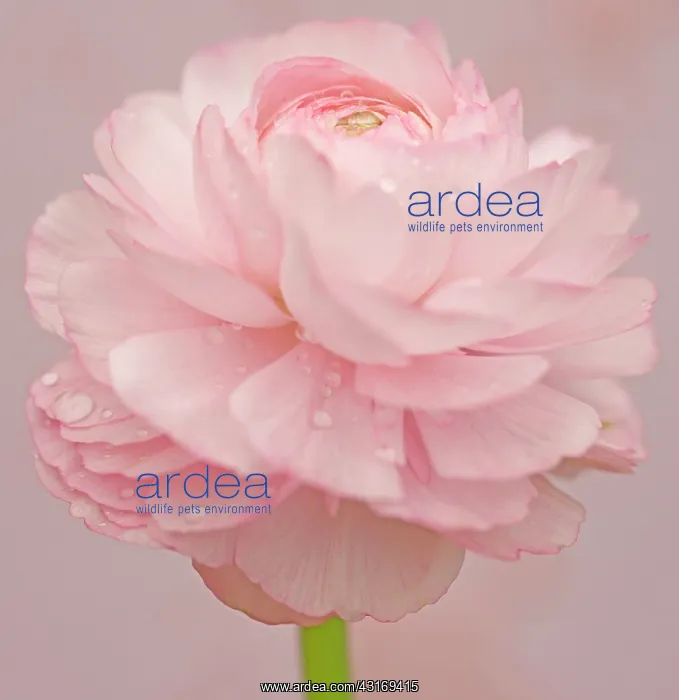 : Ranucuclus, Persian buttercup, a Ranunculus asiaticus, pink : Ranucuclus, Persian buttercup, a Ranunculus asiaticus, pink