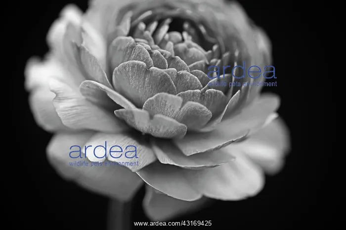 : Ranucuclus, Persian buttercup, a Ranunculus asiaticus, black : Ranucuclus, Persian buttercup, a Ranunculus asiaticus, black