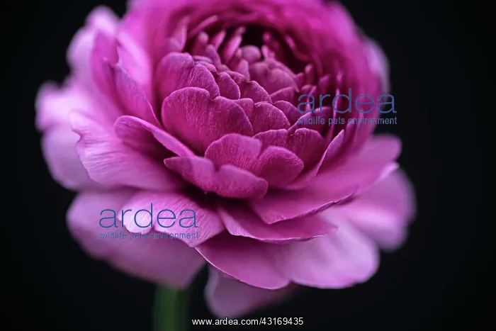: Ranucuclus, Persian buttercup, a Ranunculus asiaticus, dark : Ranucuclus, Persian buttercup, a Ranunculus asiaticus, dark