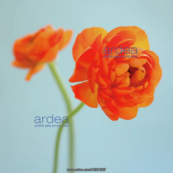 : Ranunculus : Ranunculus