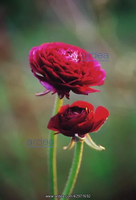 : Ranunculus : Ranunculus
