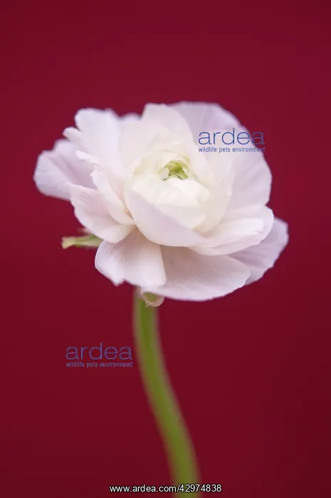 : Ranunculus : Ranunculus