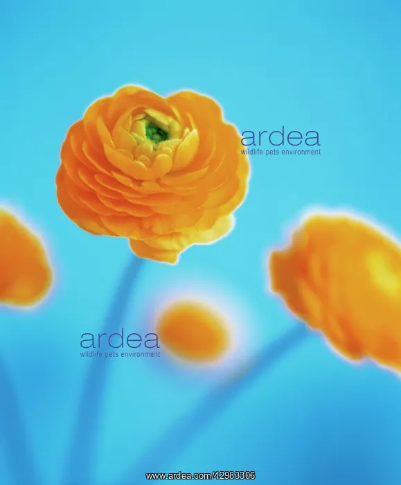 : Ranunculus : Ranunculus