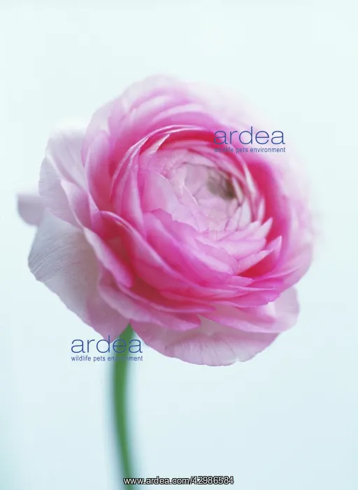 : Ranunculus : Ranunculus