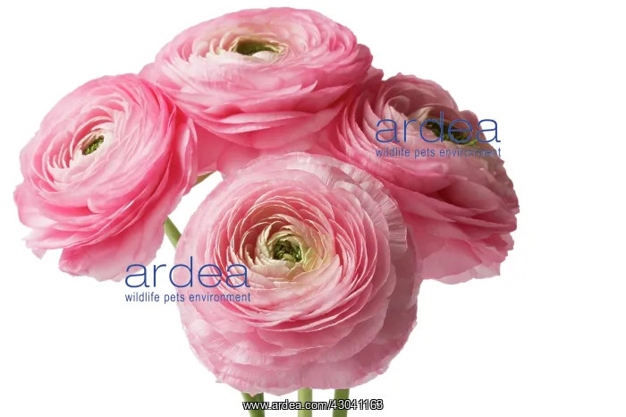 : Ranunculus : Ranunculus