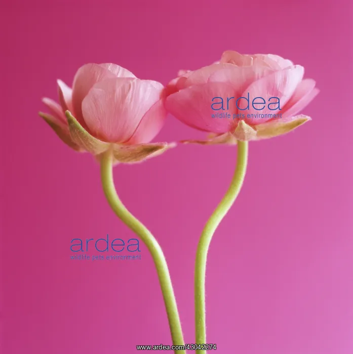 : Ranunculus : Ranunculus