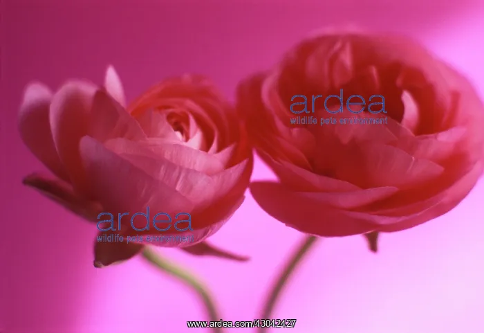 : Ranunculus : Ranunculus