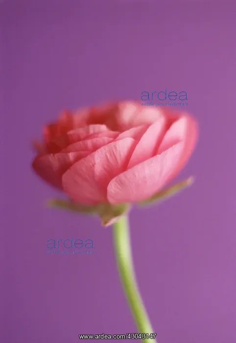 : Ranunculus : Ranunculus