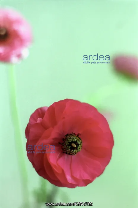 : Ranunculus : Ranunculus