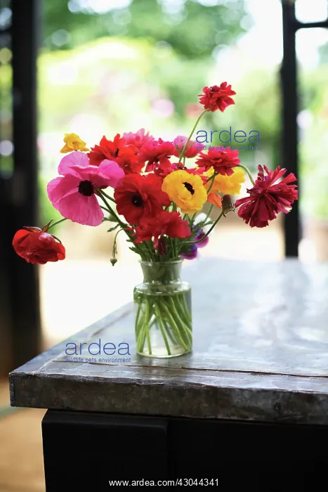 : Ranunculus : Ranunculus