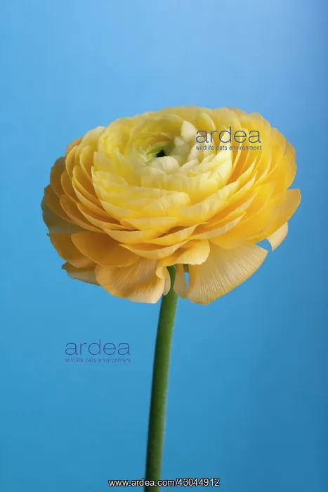 : Ranunculus : Ranunculus