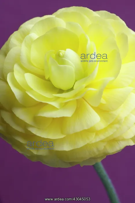 : Ranunculus : Ranunculus