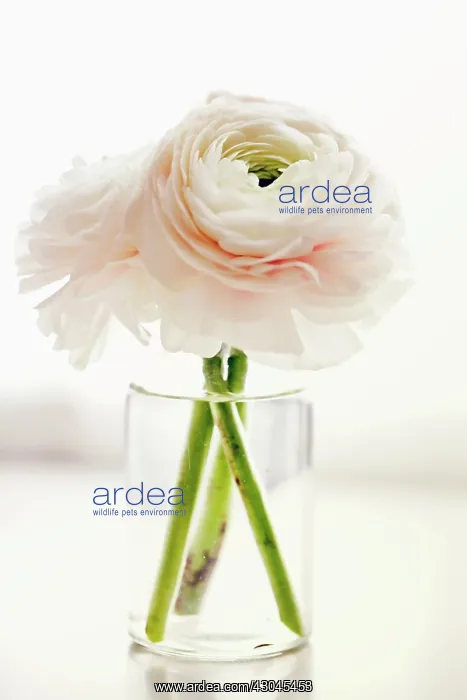 : Ranunculus : Ranunculus