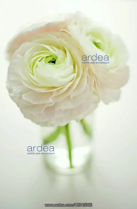 : Ranunculus : Ranunculus