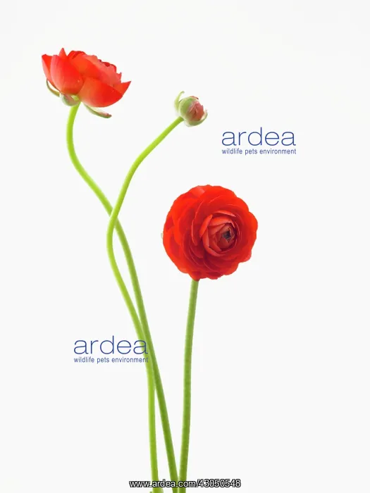 : Ranunculus : Ranunculus